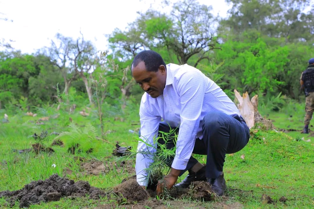 planting tree